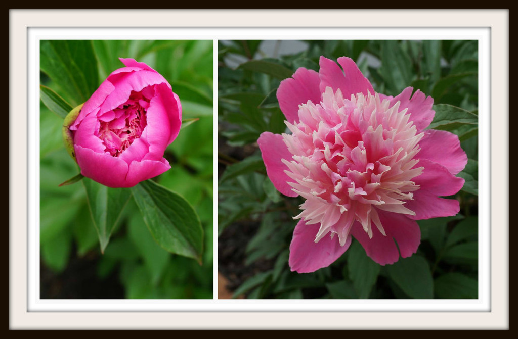 Peony in Stages by allie912