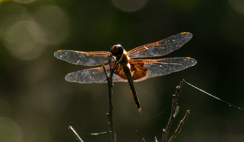 Sunlit Dragonfly! by rickster549