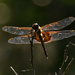 Sunlit Dragonfly! by rickster549