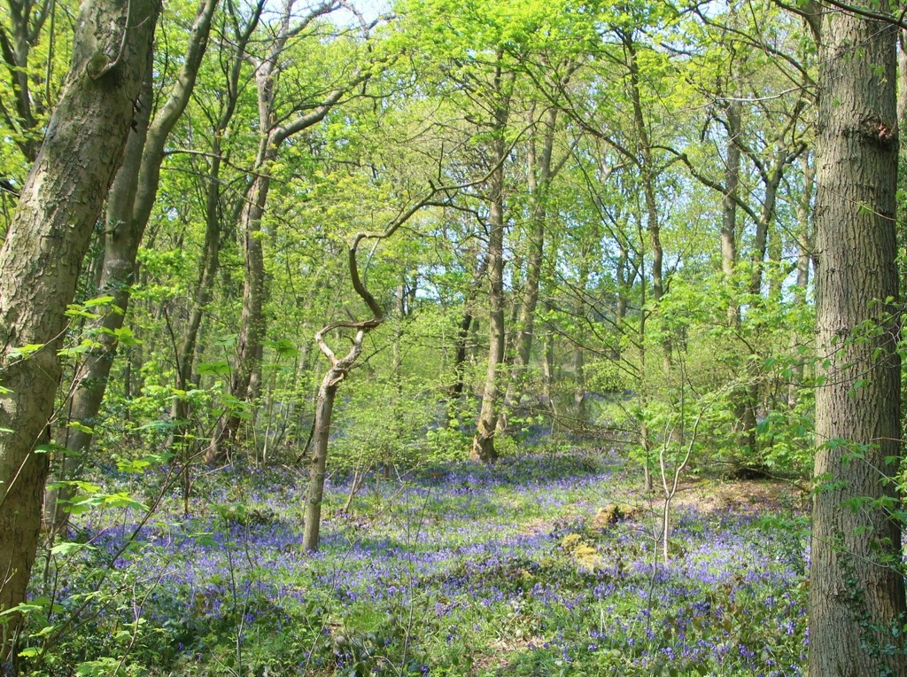 Bluebell Wood by oldjosh