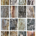 Tree Bark Collage by onewing