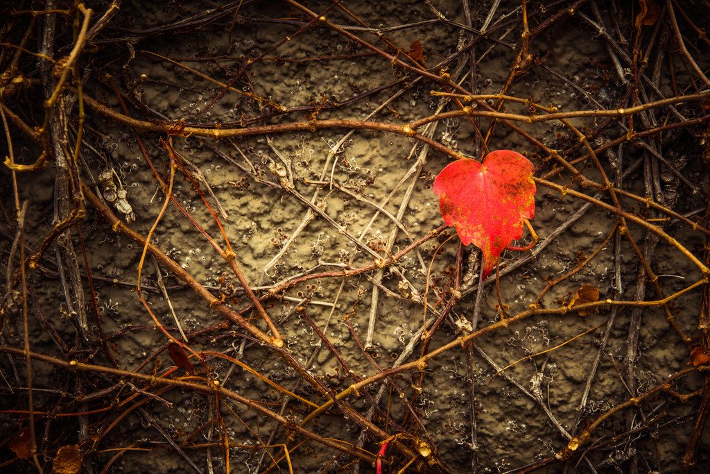 I Heart Autumn by helenw2