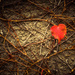 I Heart Autumn by helenw2