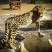 Cheetah beauty by flyrobin