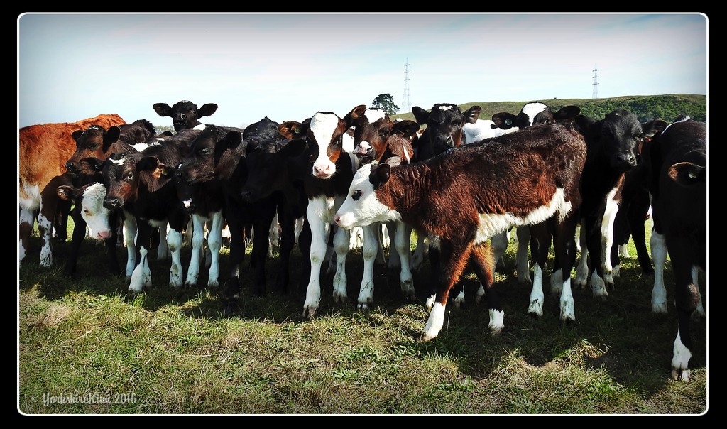 Curious calves by yorkshirekiwi