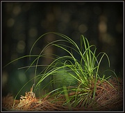 10th May 2016 - Grasses in the pine forest