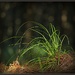 Grasses in the pine forest by dide