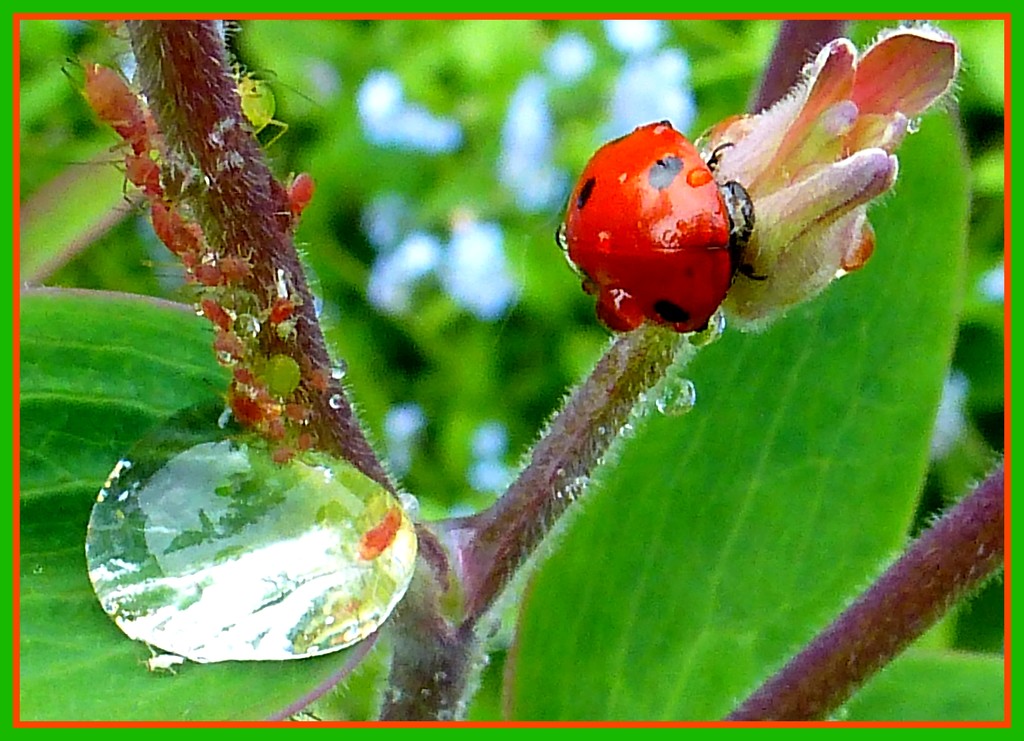 'full English' - for the ladybird by quietpurplehaze