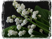 10th May 2016 - lily of the valley