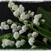 lily of the valley by quietpurplehaze