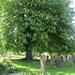 Churchyard Horse Chestnut by g3xbm