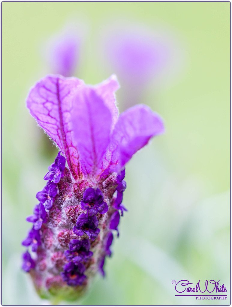 French Lavender by carolmw