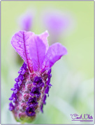 10th May 2016 - French Lavender