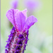 French Lavender by carolmw