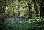 10th May 2016 - The Bluebell wood