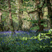 The Bluebell wood by swillinbillyflynn