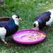 Our pigeons by gabis