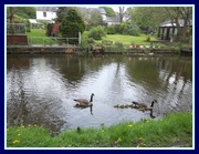 10th May 2016 - New born goslings on the canal.