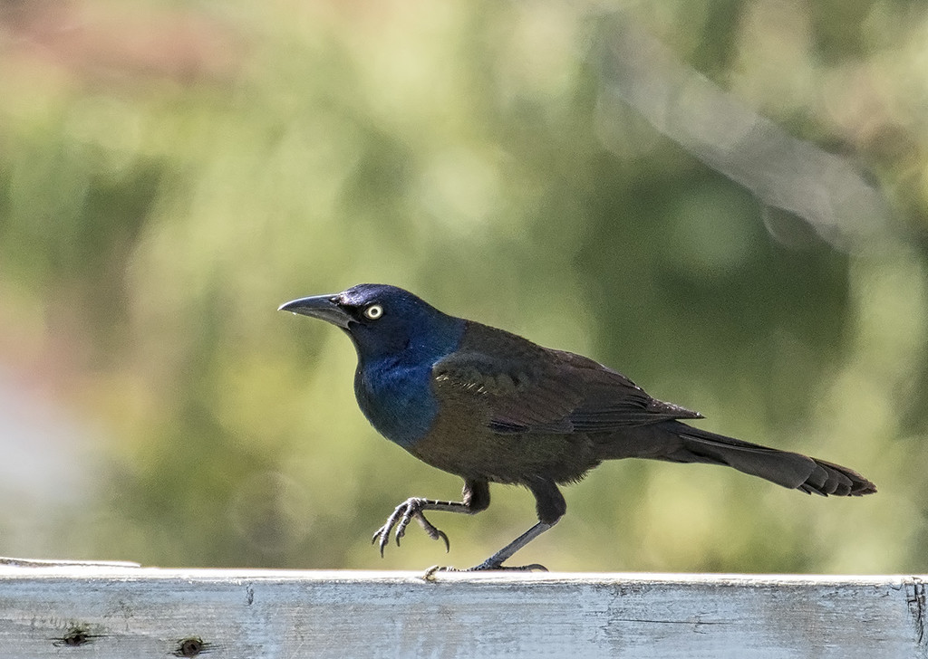 Common Grackle - doing the pigeon by gardencat