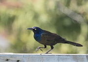 10th May 2016 - Common Grackle - doing the pigeon