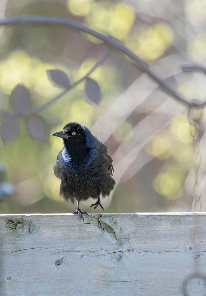 Ruffled Feathers by gardencat