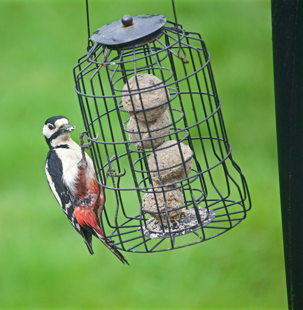 Great Spotted Woodpecker. by padlock