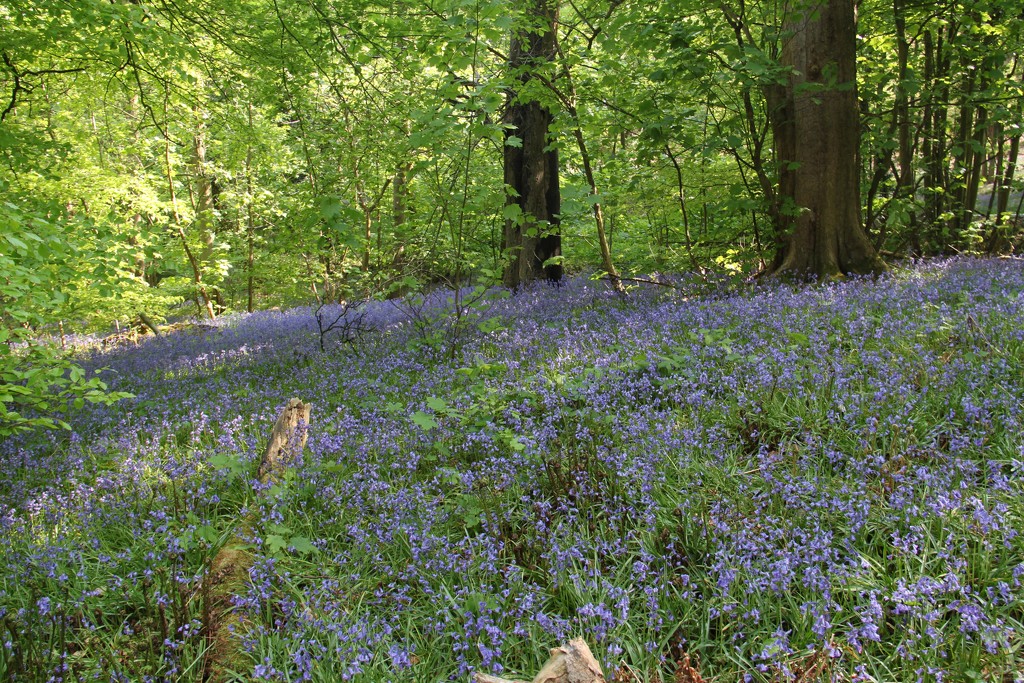 Bluebell wood by sabresun