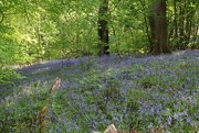 9th May 2016 - Bluebell wood
