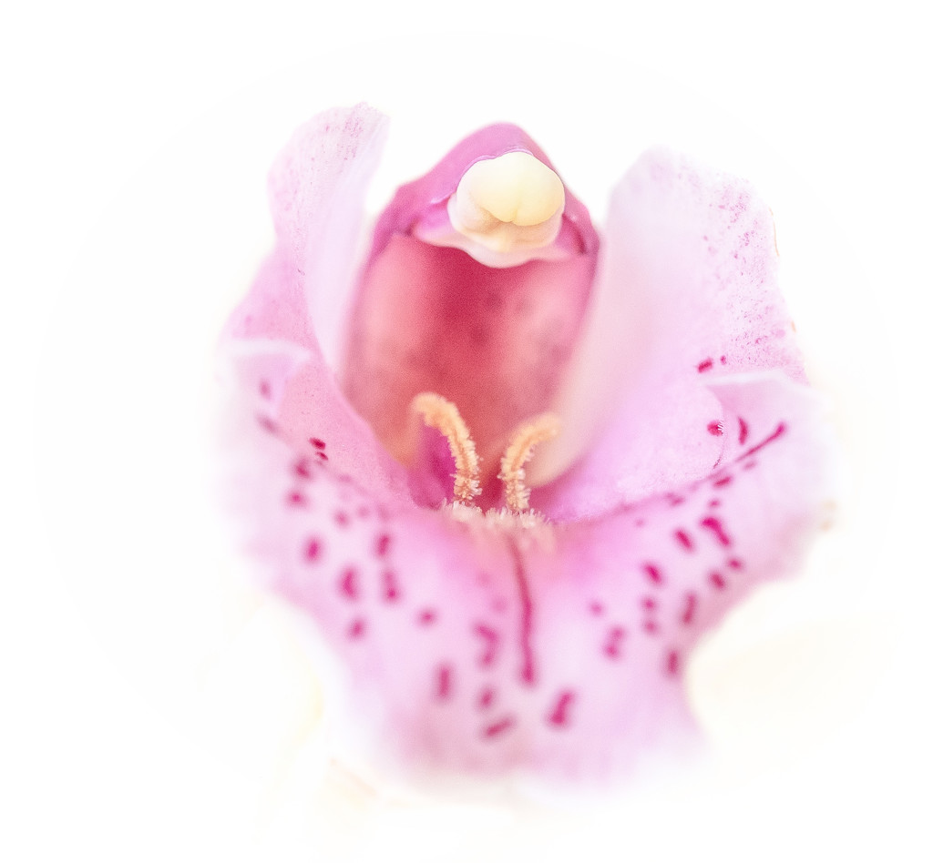 Orchid Flower. by tonygig