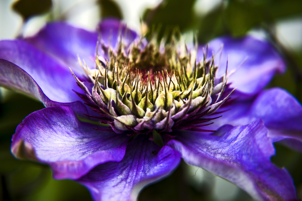 Clematis by megpicatilly