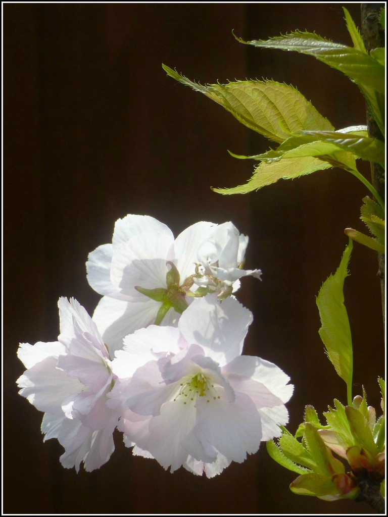 Cherry Blossom  by beryl