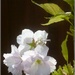 Cherry Blossom  by beryl