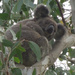 bundled by koalagardens