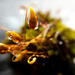 10/05/16 Watery moss by m2016