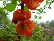 10th May 2016 - Quince flower
