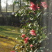 May Camellia by sarah19