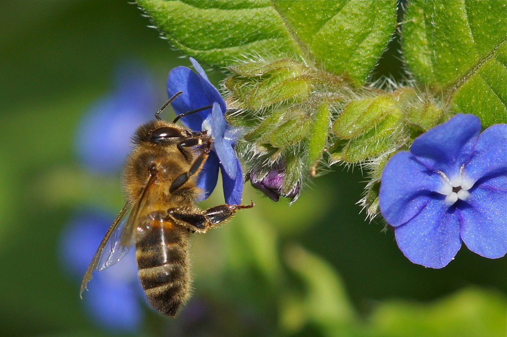 BEE N BORAGE by markp