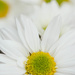 Daisy Chain  by nicolecampbell