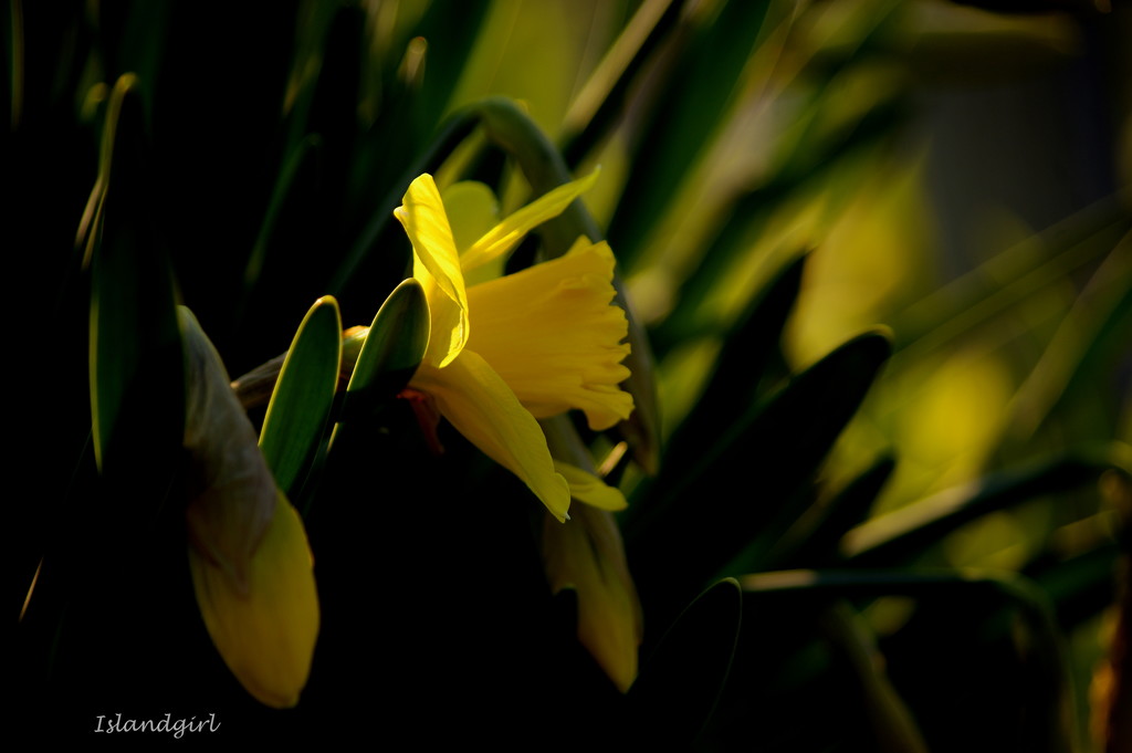 Daffodils are Open!   by radiogirl