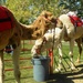 Camel Lunch Break by jnadonza