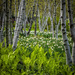 Birch Trees by rosiekerr