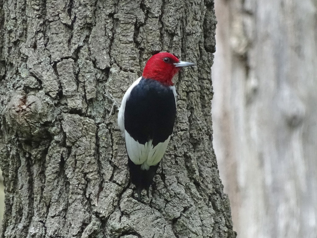Red-headed Woodpecker by annepann