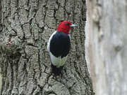 8th May 2016 - Red-headed Woodpecker