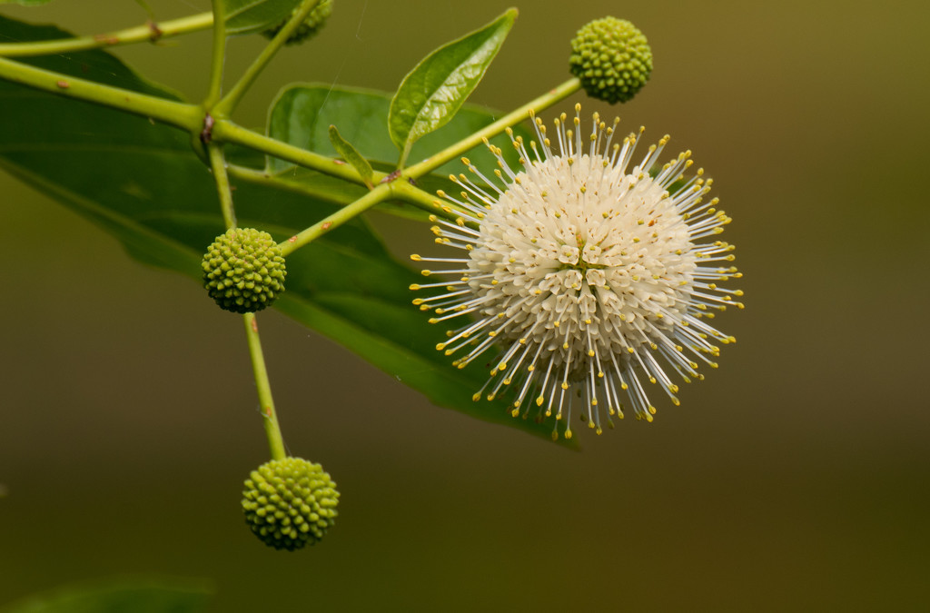 Bloom of some sort! by rickster549