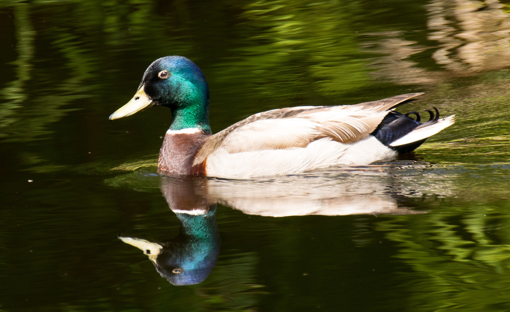 Mallard Swimming across the pond! by rickster549