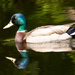 Mallard Swimming across the pond! by rickster549