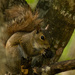 Squirrel  Munching out! by rickster549