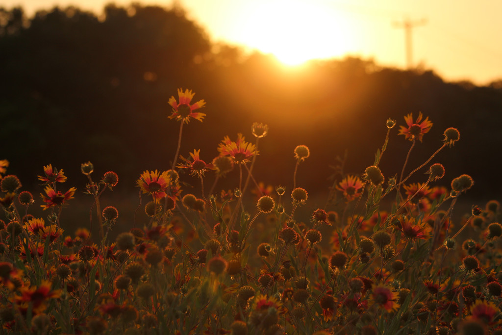 Wildflowers at Sunset by gaylewood