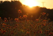 10th May 2016 - Wildflowers at Sunset
