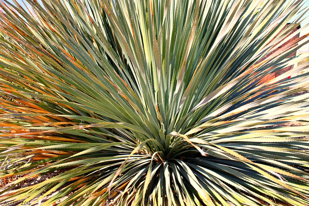 Abstract or Yucca? by harbie
